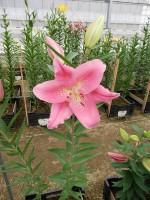 [5632 VH62 No01.JPG]